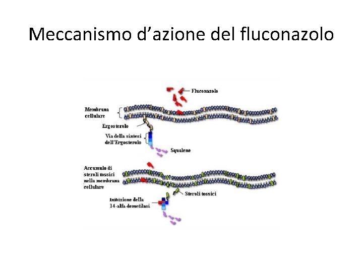 Meccanismo d’azione del fluconazolo Meccanismo d’azione del fluconazolo