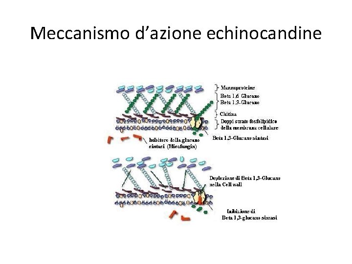 Meccanismo d’azione echinocandine Meccanismo d’azione echinocandine