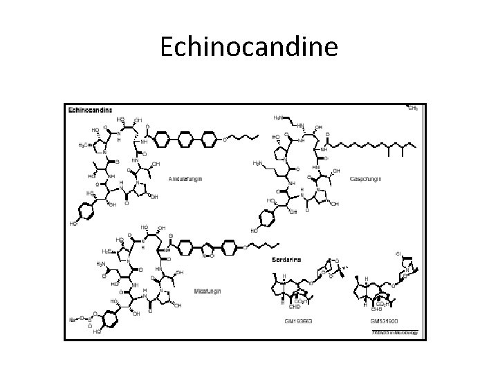 Echinocandine Echinocandine
