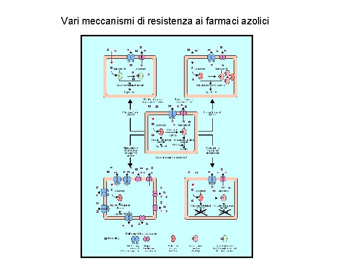 Vari meccanismi di resistenza ai farmaci azolici Vari meccanismi di resistenza ai farmaci azolici