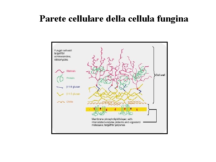 Parete cellulare della cellula fungina Parete cellulare della cellula fungina