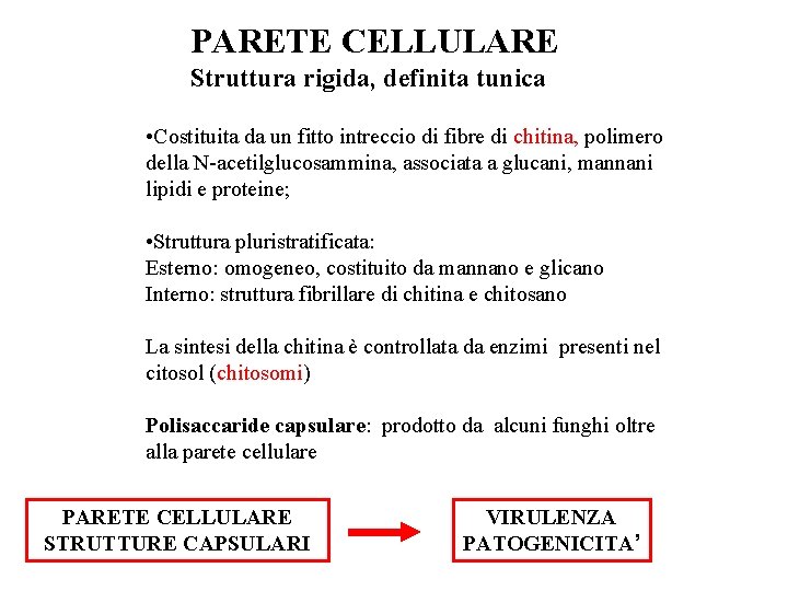 PARETE CELLULARE Struttura rigida, definita tunica • Costituita da un fitto intreccio di fibre PARETE CELLULARE Struttura rigida, definita tunica • Costituita da un fitto intreccio di fibre