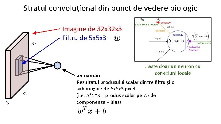 Stratul convoluțional din punct de vedere biologic 32 Imagine de 32 x 3 Filtru