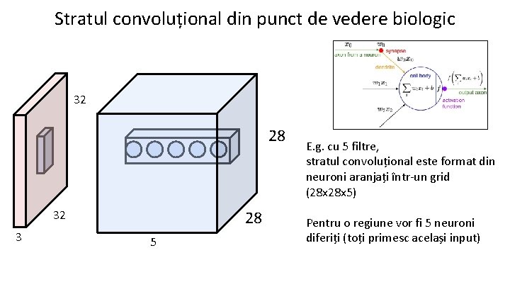 Stratul convoluțional din punct de vedere biologic 32 28 28 32 3 5 E.