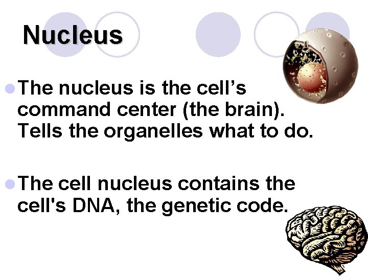 Nucleus l The nucleus is the cell’s command center (the brain). Tells the organelles