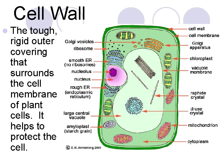Cell Wall l The tough, rigid outer covering that surrounds the cell membrane of