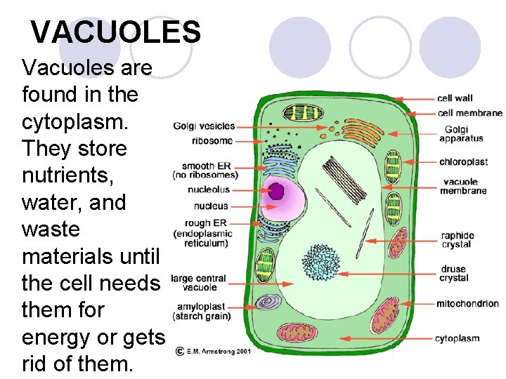 VACUOLES Vacuoles are found in the cytoplasm. They store nutrients, water, and waste materials