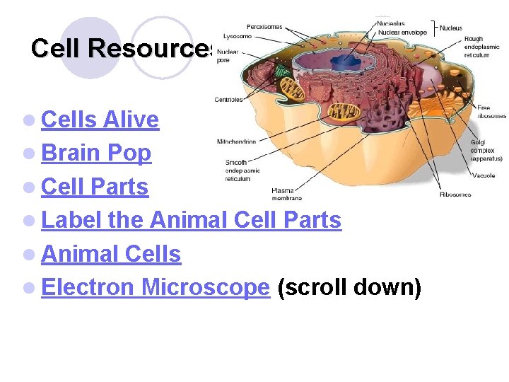 Cell Resources l Cells Alive l Brain Pop l Cell Parts l Label the