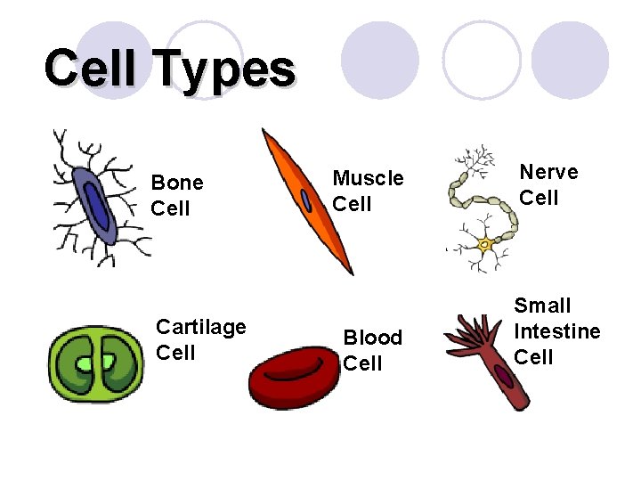 Cell Types Bone Cell Cartilage Cell Muscle Cell Blood Cell Nerve Cell Small Intestine