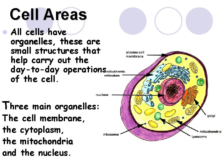 Cell Areas l All cells have organelles, these are small structures that help carry