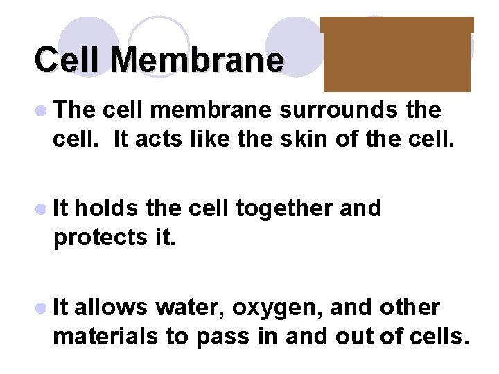 Cell Membrane l The cell membrane surrounds the cell. It acts like the skin