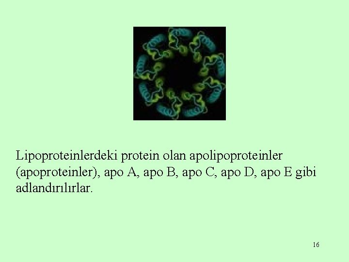Lipoproteinlerdeki protein olan apolipoproteinler (apoproteinler), apo A, apo B, apo C, apo D, apo