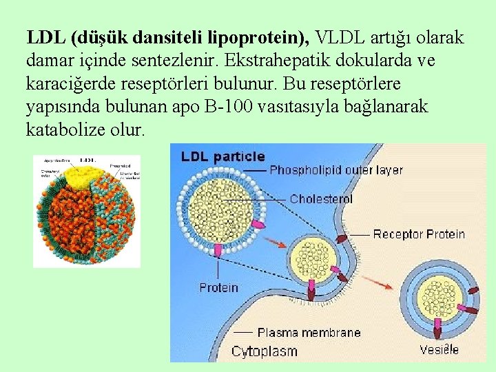 LDL (düşük dansiteli lipoprotein), VLDL artığı olarak damar içinde sentezlenir. Ekstrahepatik dokularda ve karaciğerde