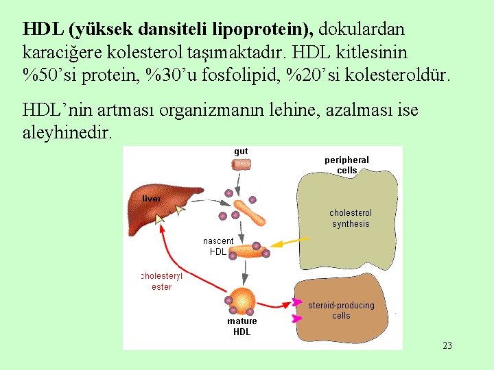 HDL (yüksek dansiteli lipoprotein), dokulardan karaciğere kolesterol taşımaktadır. HDL kitlesinin %50’si protein, %30’u fosfolipid,