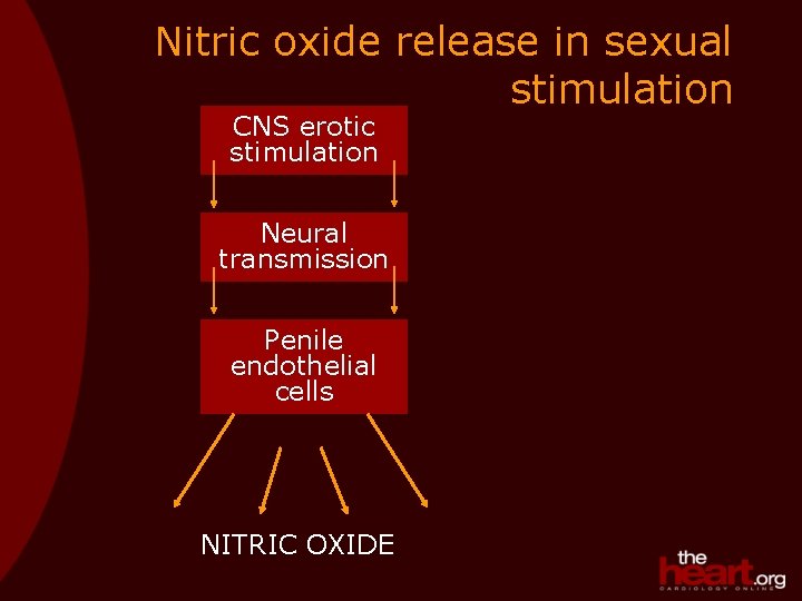 Nitric oxide release in sexual stimulation CNS erotic stimulation Neural transmission Penile endothelial cells