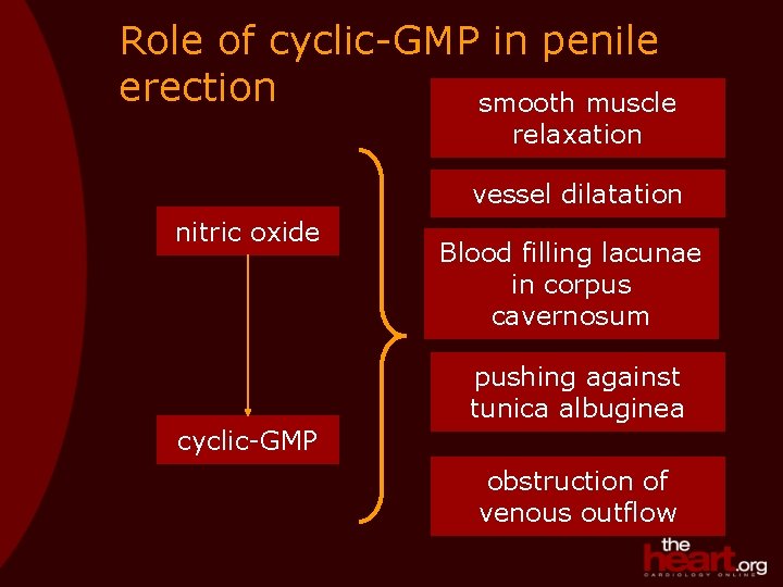 Role of cyclic-GMP in penile erection smooth muscle relaxation vessel dilatation nitric oxide Blood