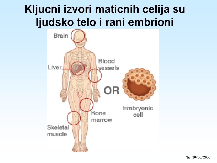Kljucni izvori maticnih celija su ljudsko telo i rani embrioni Nis, 20/03/2008 