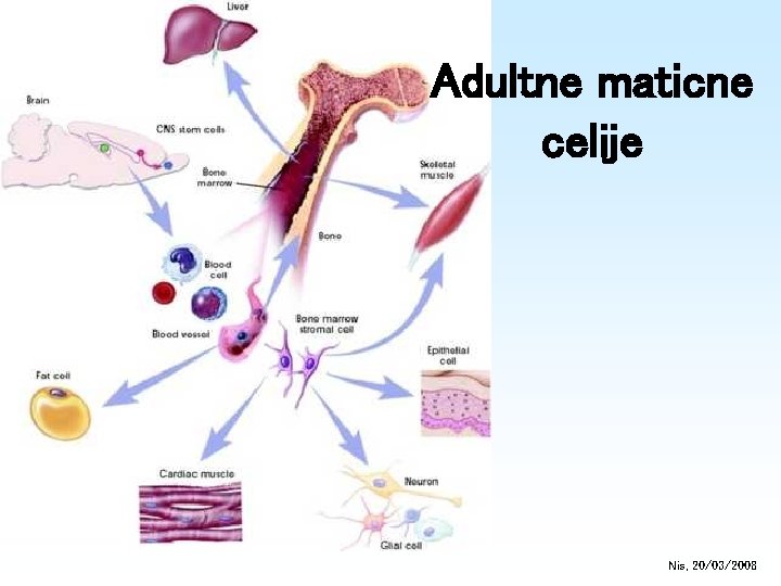 Adultne maticne celije Nis, 20/03/2008 