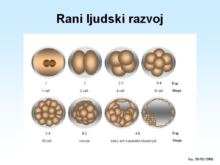 Rani ljudski razvoj Nis, 20/03/2008 