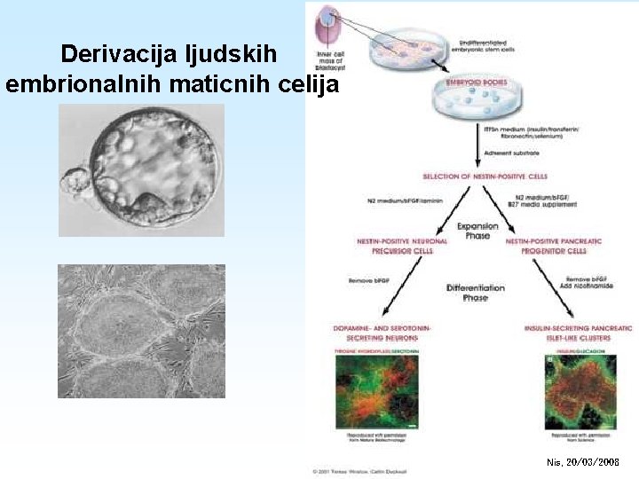 Derivacija ljudskih embrionalnih maticnih celija Nis, 20/03/2008 