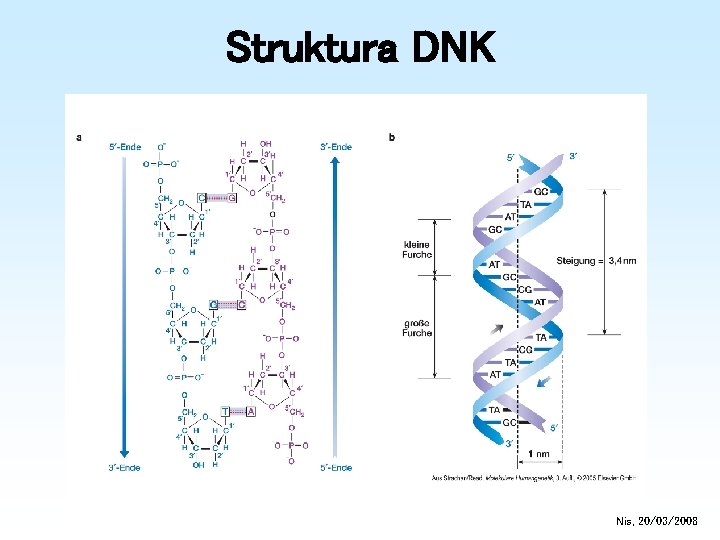 Struktura DNK Nis, 20/03/2008 