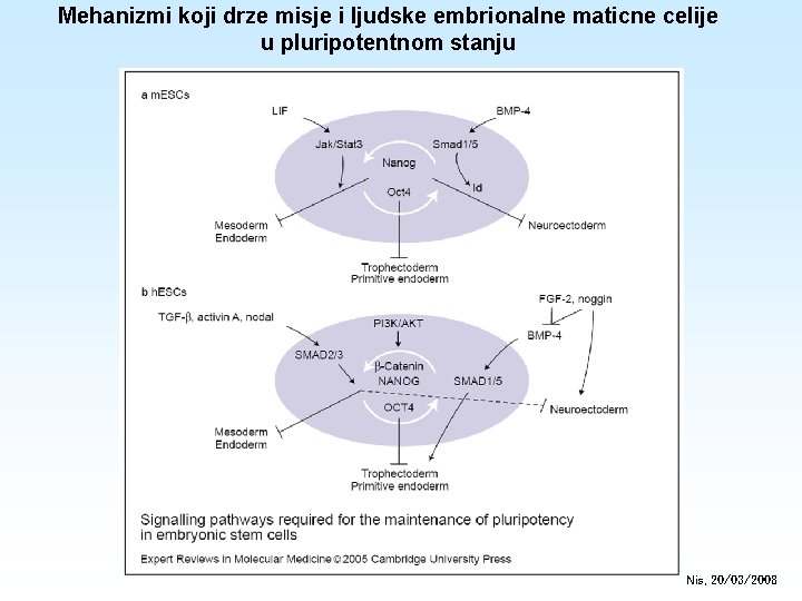 Mehanizmi koji drze misje i ljudske embrionalne maticne celije u pluripotentnom stanju Nis, 20/03/2008