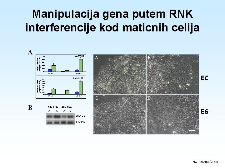 Manipulacija gena putem RNK interferencije kod maticnih celija A NANOG Normalised Ratio (Target/GAPDH) 1