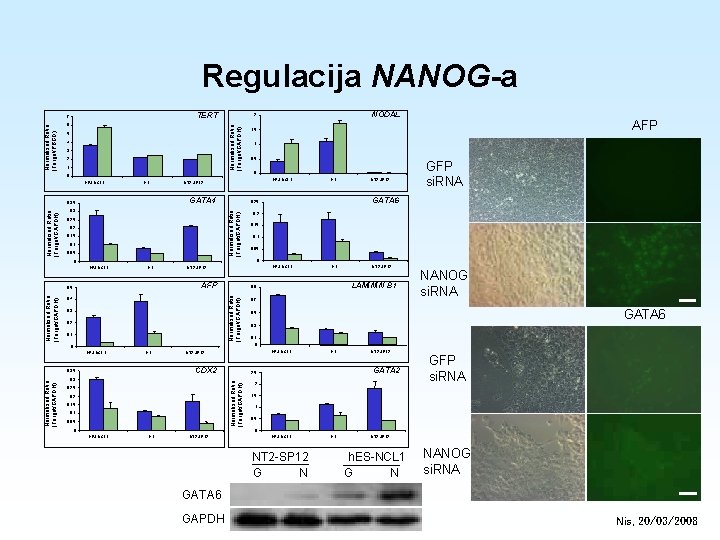 Regulacija NANOG-a TERT 6 5 4 3 2 1 0 h. ES-NCL 1 H