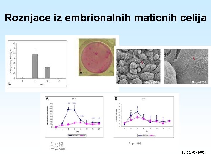 Roznjace iz embrionalnih maticnih celija Nis, 20/03/2008 