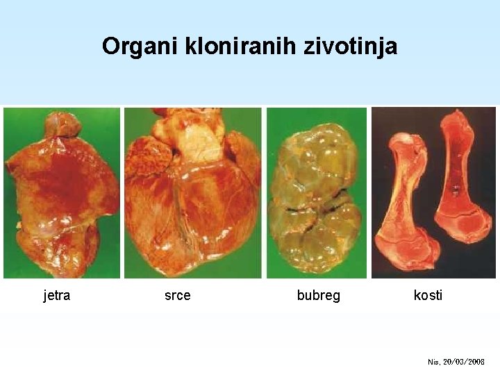 Organi kloniranih zivotinja jetra srce bubreg kosti Nis, 20/03/2008 