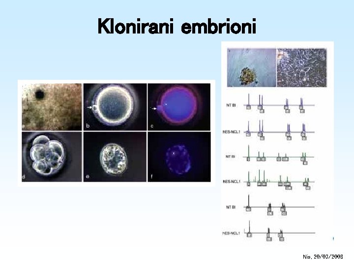 Klonirani embrioni Nis, 20/03/2008 