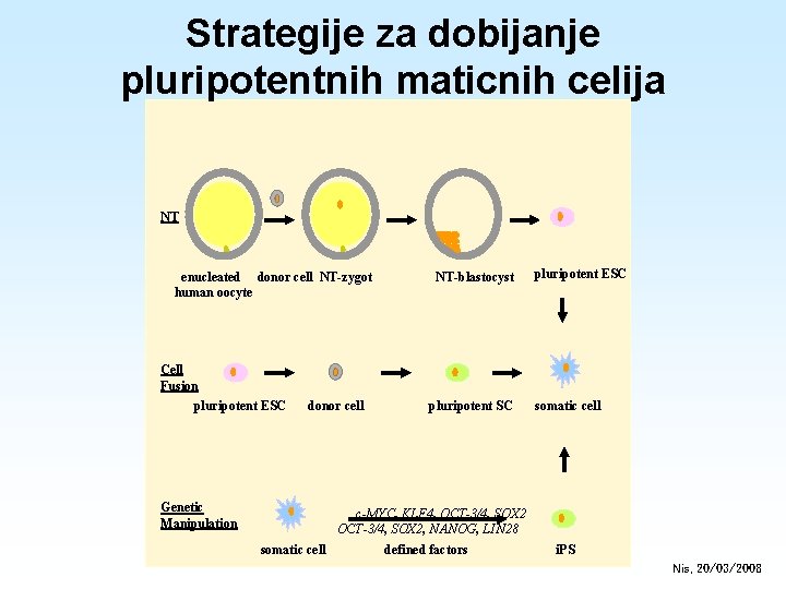 Strategije za dobijanje pluripotentnih maticnih celija NT enucleated donor cell NT-zygot human oocyte NT-blastocyst