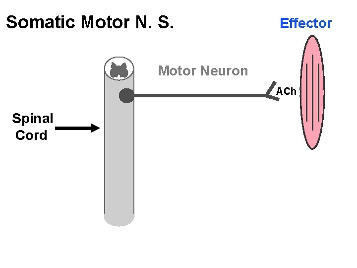 Somatic Motor N. S. Effector Motor Neuron ACh Spinal Cord 