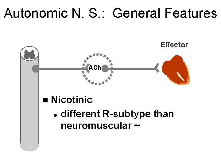 Autonomic N. S. : General Features Effector ACh n Nicotinic l different R-subtype than