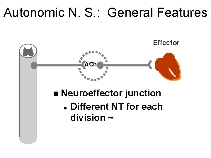 Autonomic N. S. : General Features Effector ACh n Neuroeffector junction l Different NT