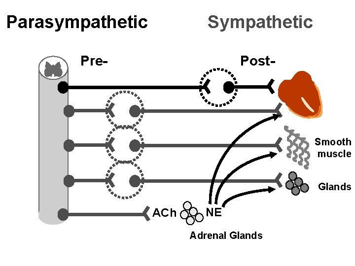 Parasympathetic Sympathetic Pre- Post- Smooth muscle Glands ACh NE Adrenal Glands 