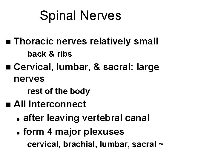 Spinal Nerves n Thoracic nerves relatively small back & ribs n Cervical, lumbar, &