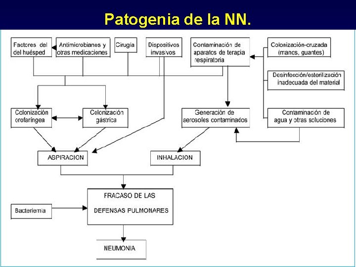 Patogenia de la NN. 