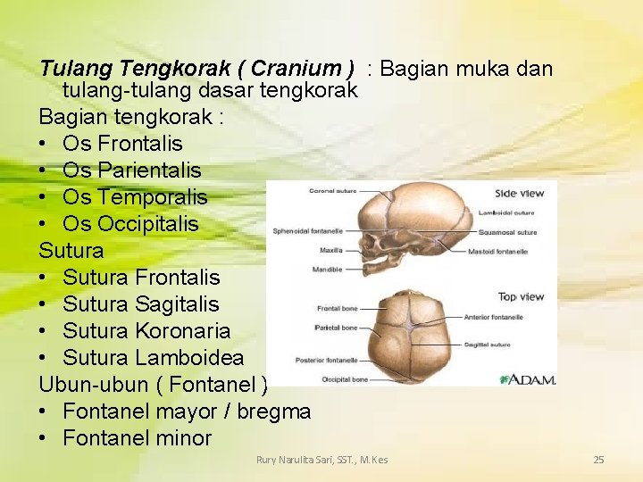 Tulang Tengkorak ( Cranium ) : Bagian muka dan tulang-tulang dasar tengkorak Bagian tengkorak