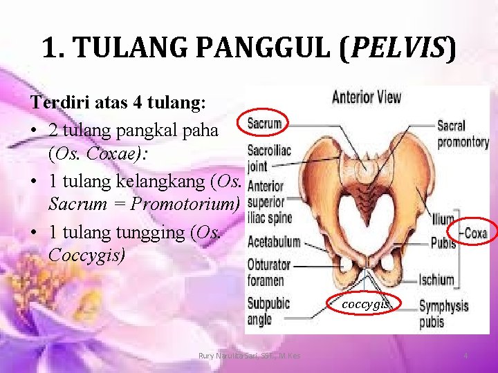 1. TULANG PANGGUL (PELVIS) Terdiri atas 4 tulang: • 2 tulang pangkal paha (Os.