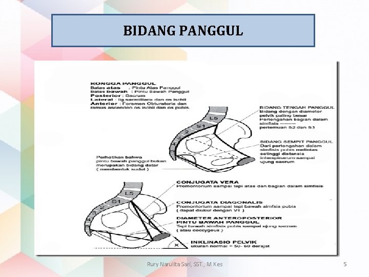 BIDANG PANGGUL Rury Narulita Sari, SST. , M. Kes 5 