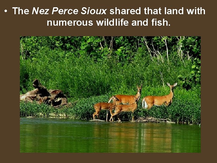 • The Nez Perce Sioux shared that land with numerous wildlife and fish.
