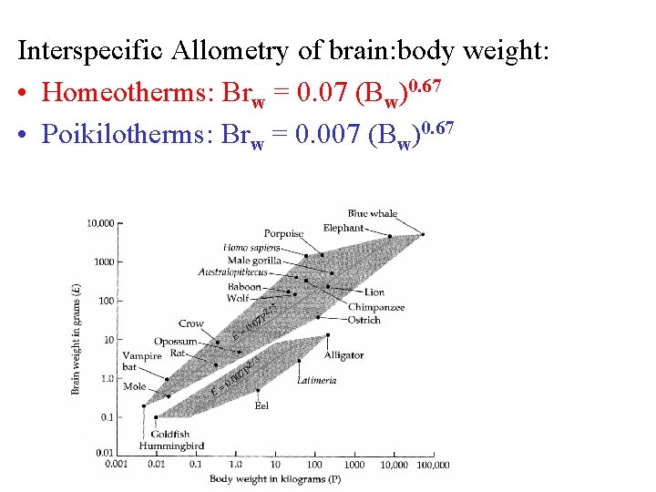 Interspecific Allometry of brain: body weight: • Homeotherms: Brw = 0. 07 (Bw)0. 67