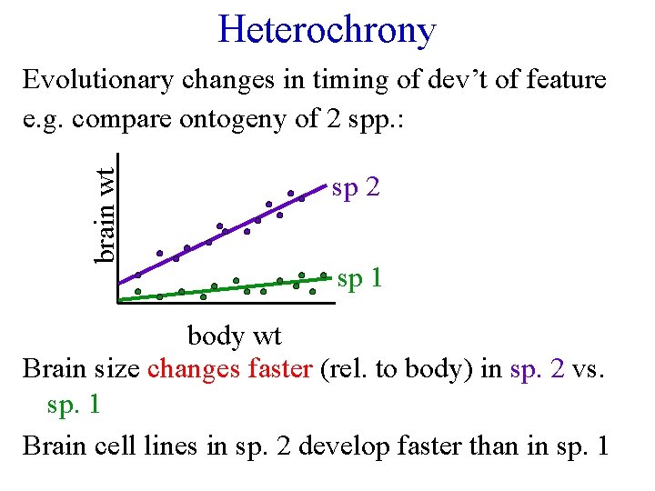 Heterochrony brain wt Evolutionary changes in timing of dev’t of feature e. g. compare