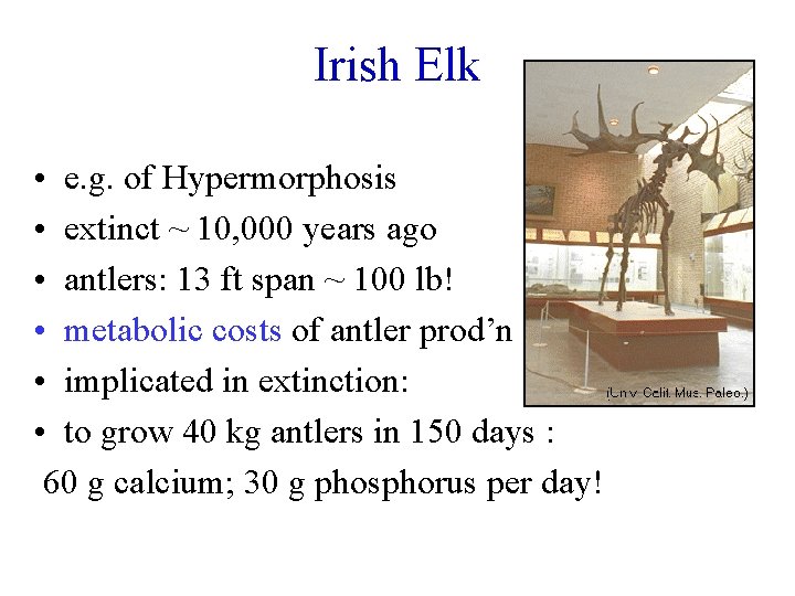 Irish Elk • e. g. of Hypermorphosis • extinct ~ 10, 000 years ago