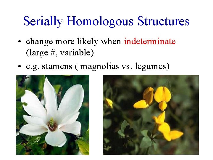 Serially Homologous Structures • change more likely when indeterminate (large #, variable) • e.