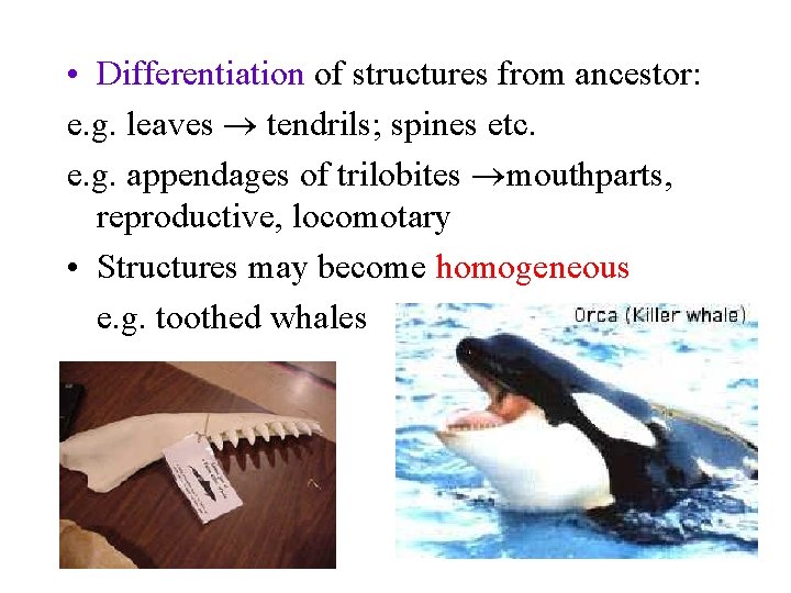  • Differentiation of structures from ancestor: e. g. leaves tendrils; spines etc. e.