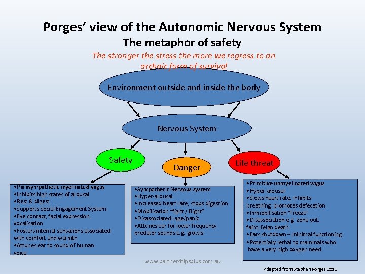 Porges’ view of the Autonomic Nervous System The metaphor of safety The stronger the