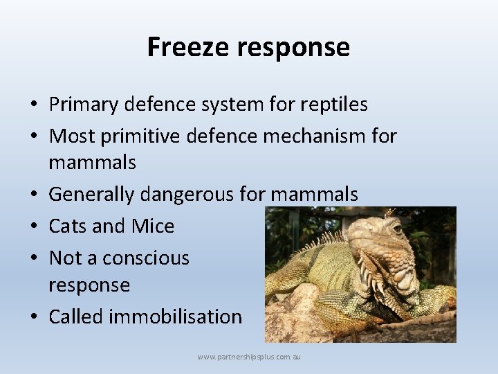 Freeze response • Primary defence system for reptiles • Most primitive defence mechanism for