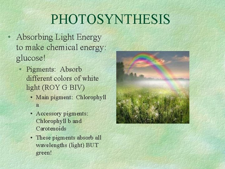 PHOTOSYNTHESIS • Absorbing Light Energy to make chemical energy: glucose! • Pigments: Absorb different